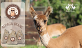 Alpaca Beans