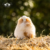 Alpaca Miniatura - Sahara