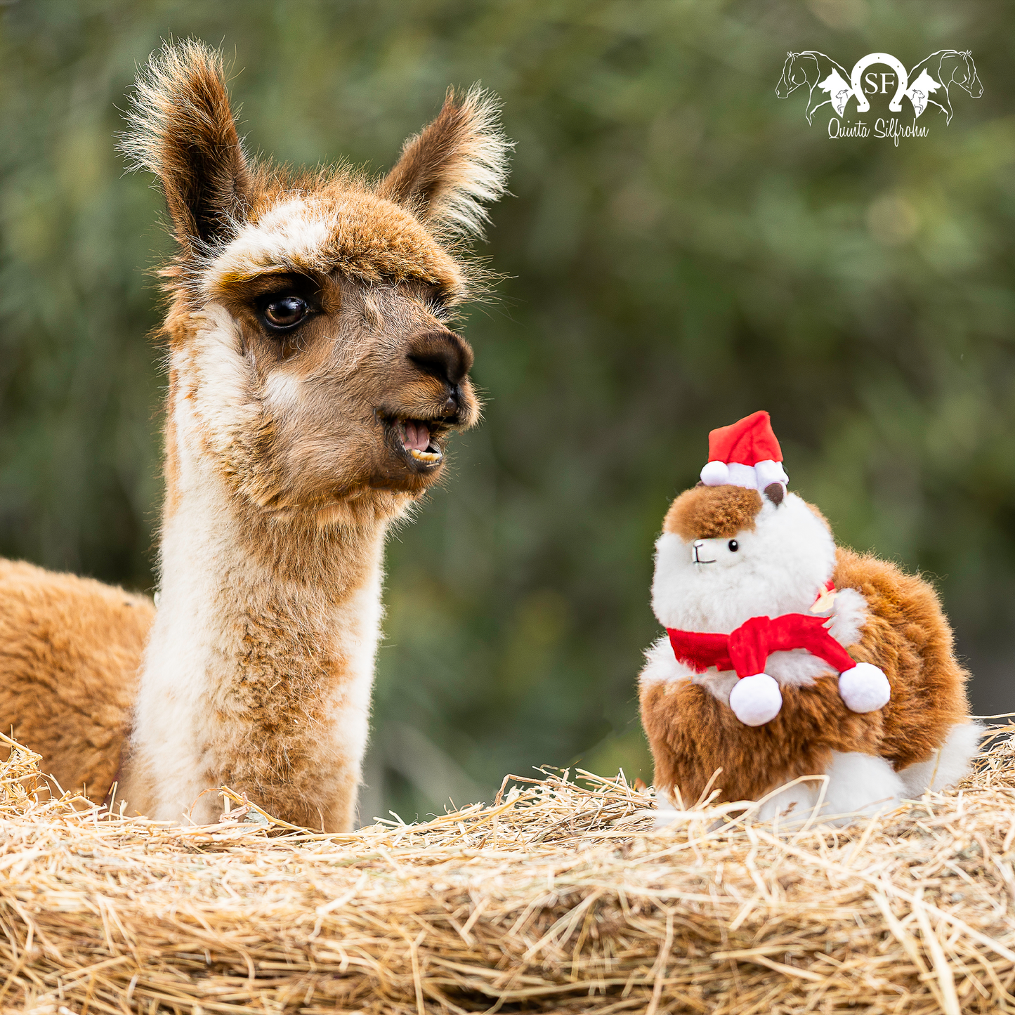 Alpaca Miniatura - Machiato