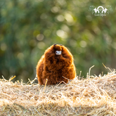 Alpaca Miniatura - Chocolate