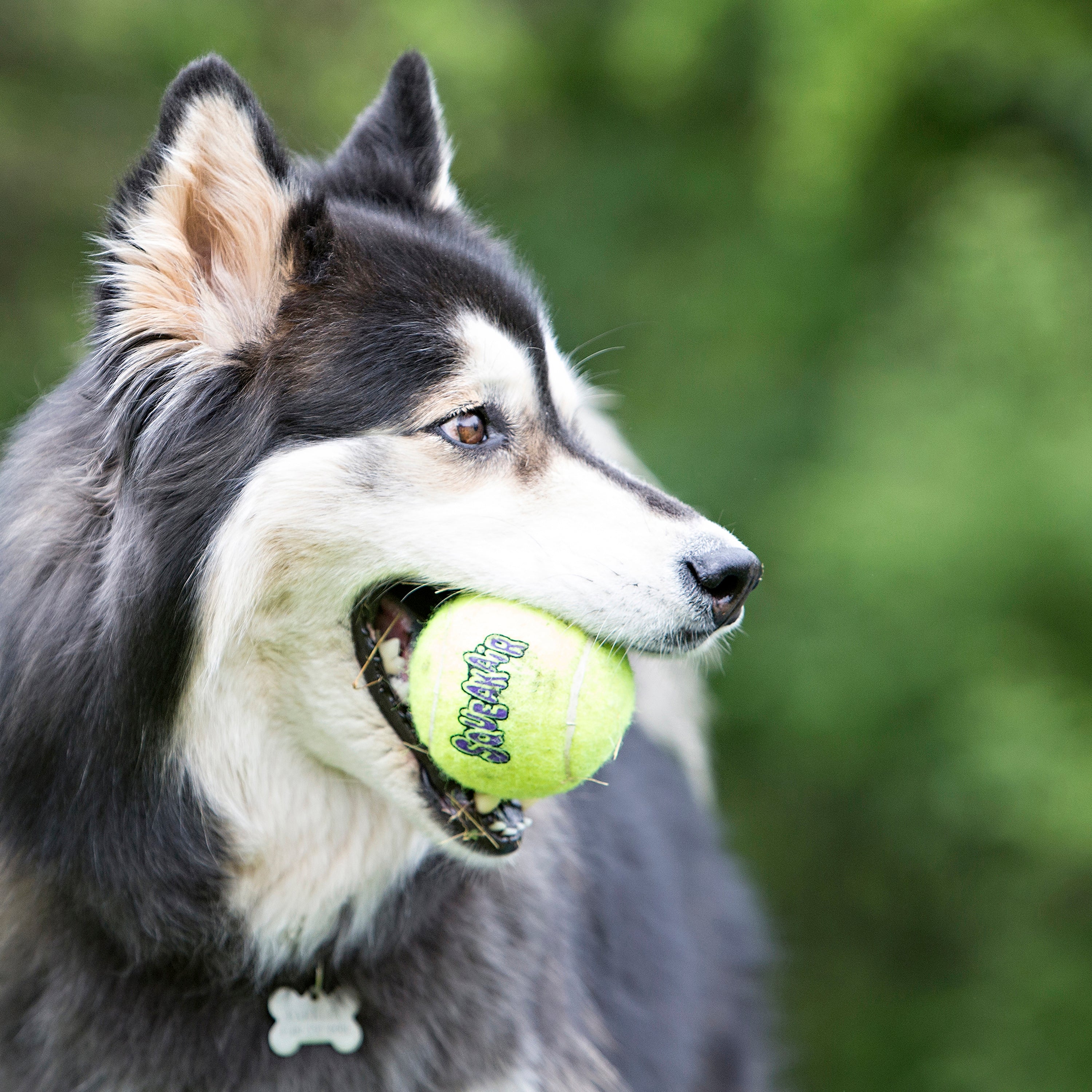 Kong SqueakAir Tennis Ball