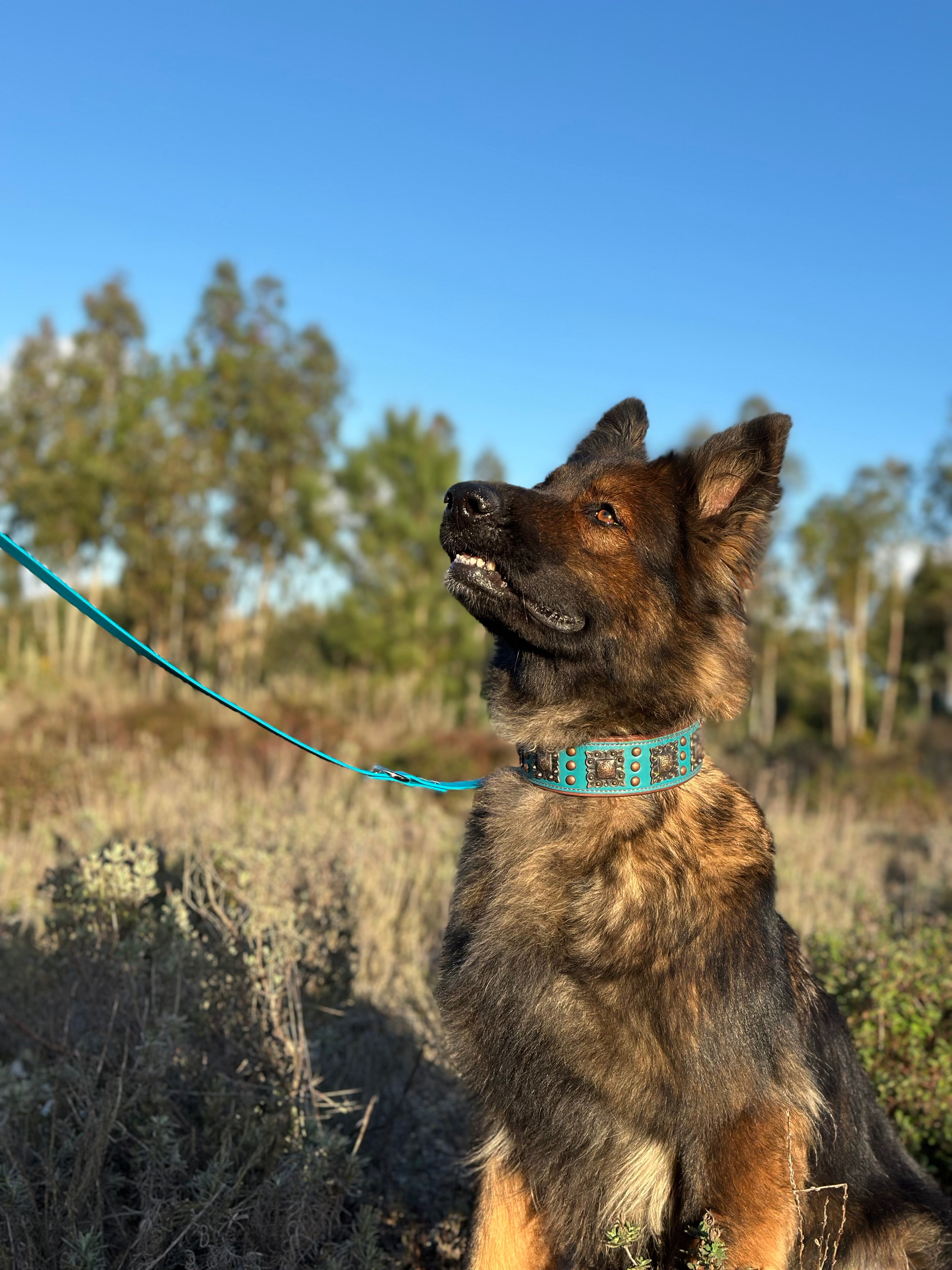 Coleira para Cães de Couro com Enfeites Quadrados (Azul Turquesa - 2XL)