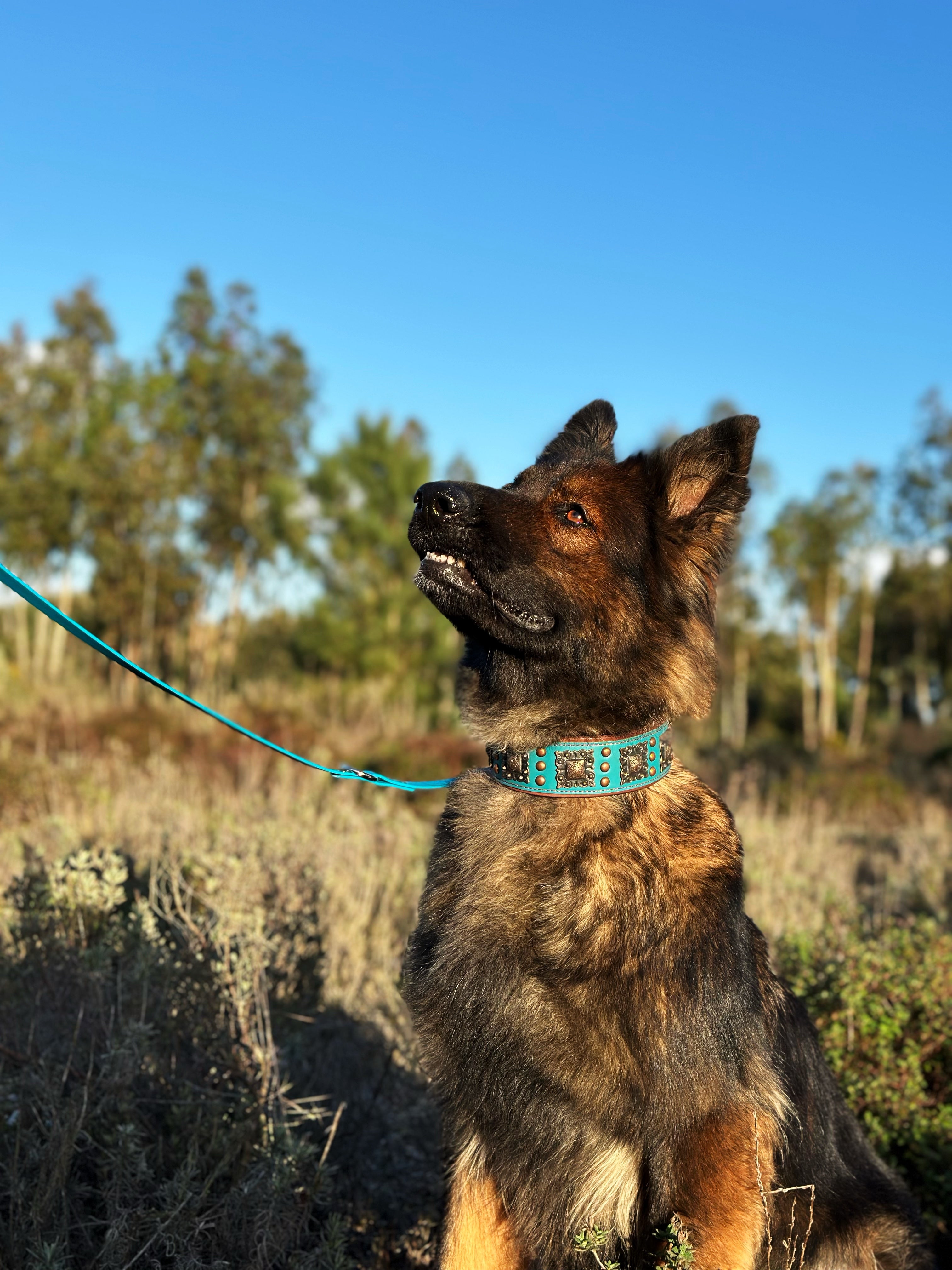 Coleira para Cães de Couro com Enfeites Quadrados (Preta - L)