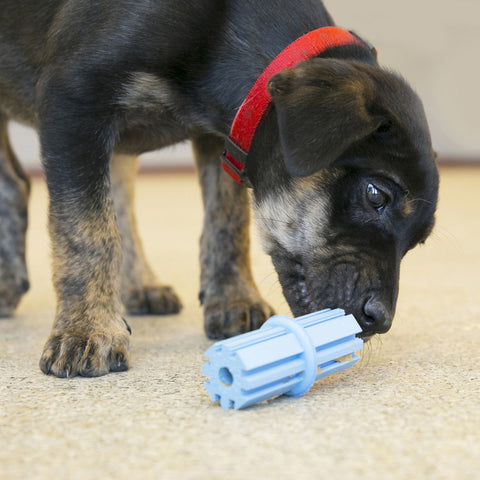 KONG Puppy Teething Stick L - Sortido