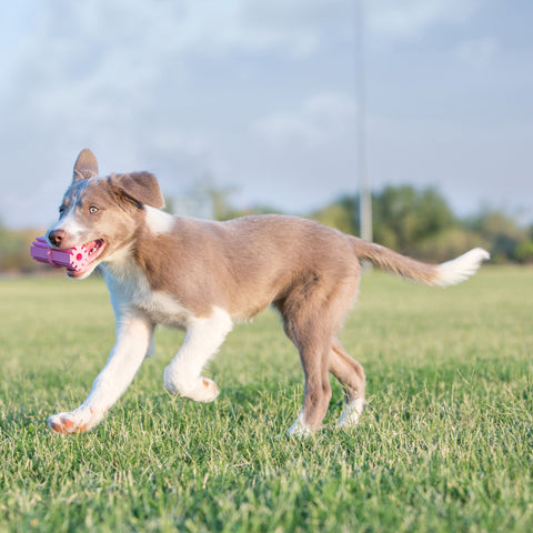 KONG PUPPY TEETHING STICK LARGE