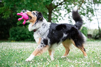 KIWI WALKER Let's Play! Octopus Maxi