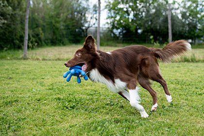 KIWI WALKER Let's Play! Octopus Maxi
