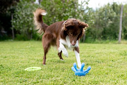 KIWI WALKER Let's Play! Octopus Maxi