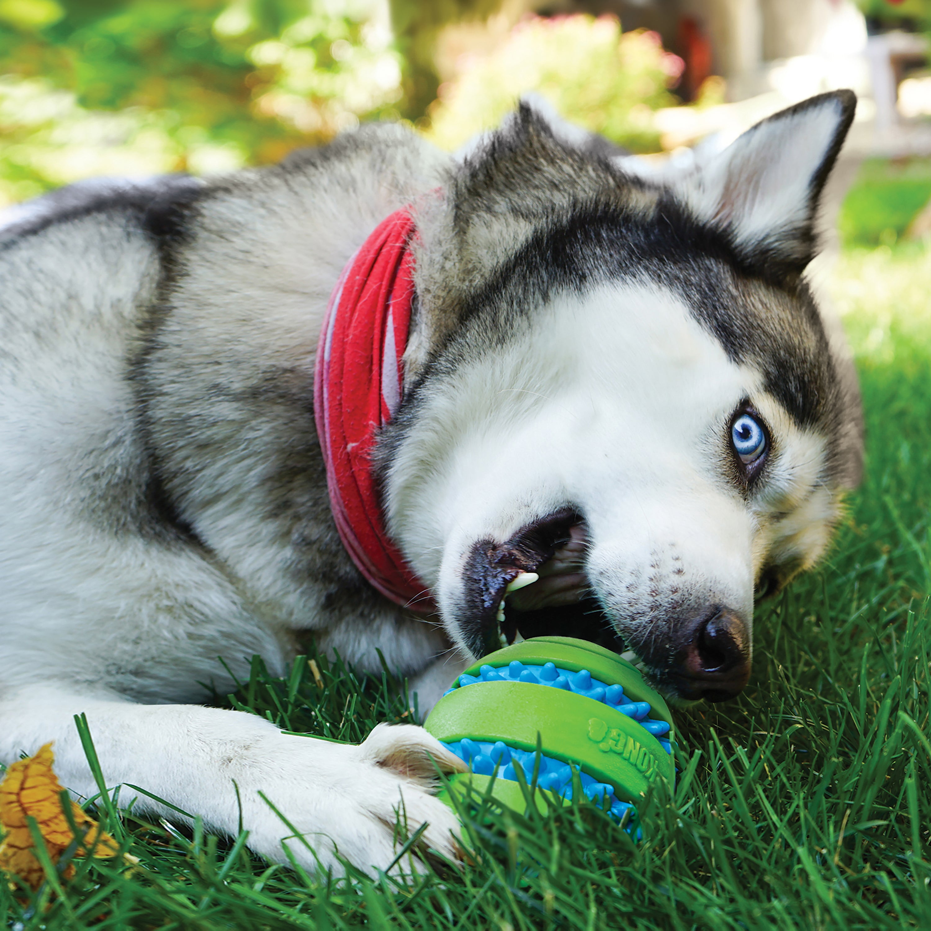 KONG Squeezz Goomz Ball