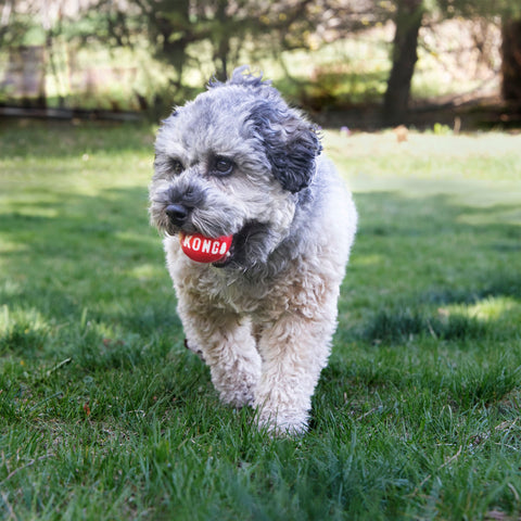 KONG Signature Ball L
