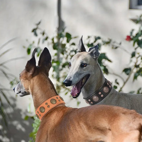 Coleira para Cães de Couro com Enfeites Redondos (Light Brown - XL)