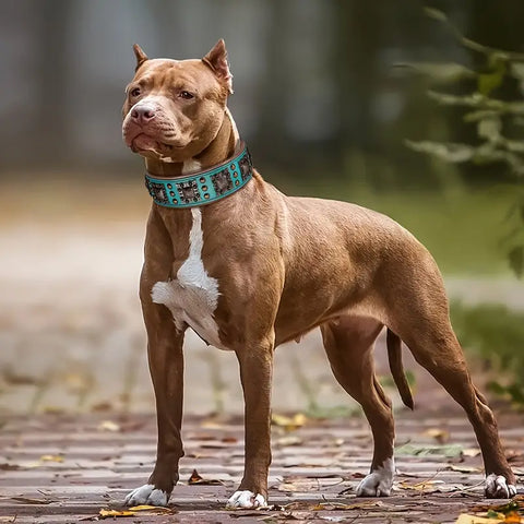 Coleira para Cães de Couro com Enfeites Quadrados (Azul Turquesa - L)