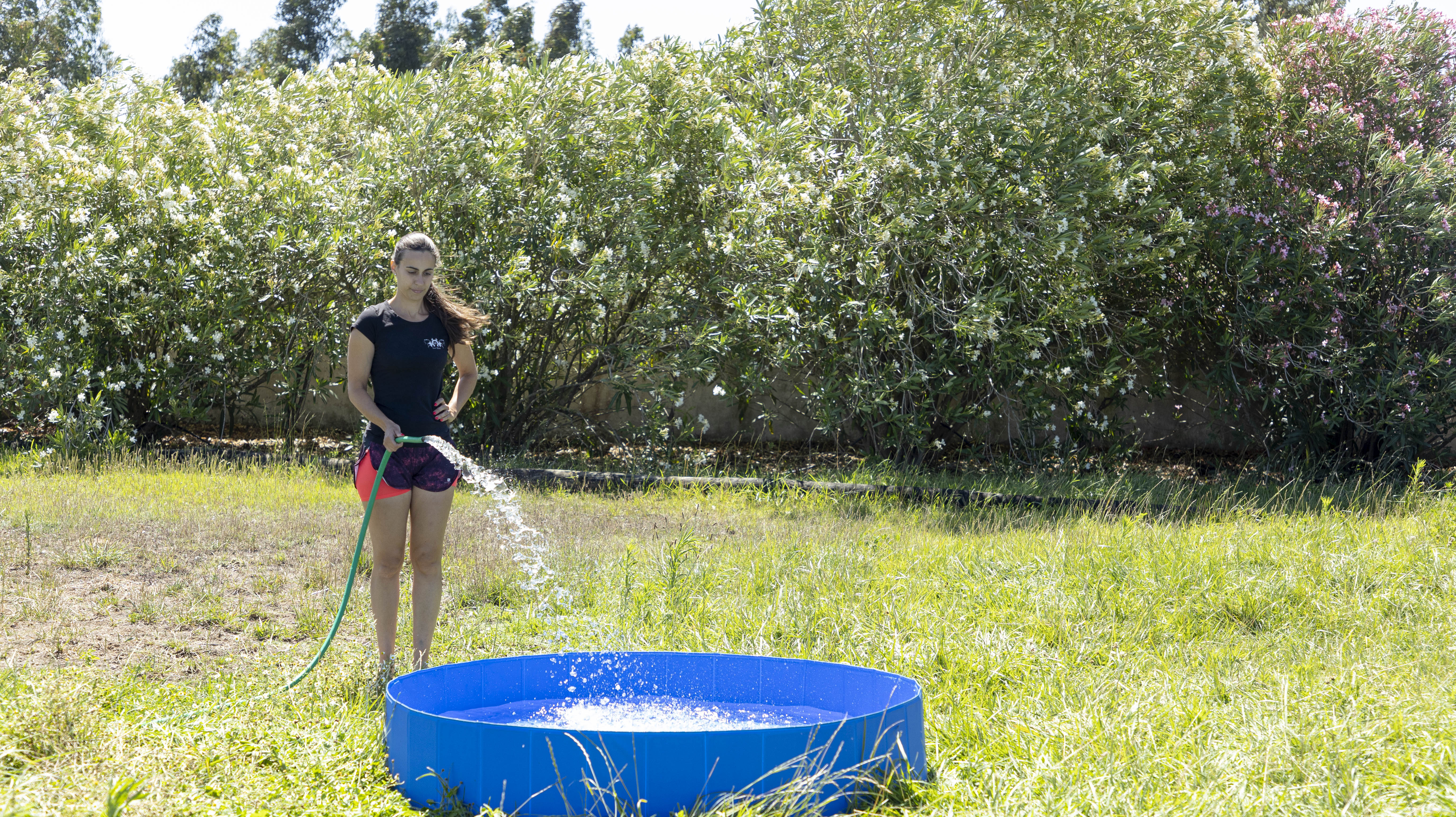 Piscina Para animais