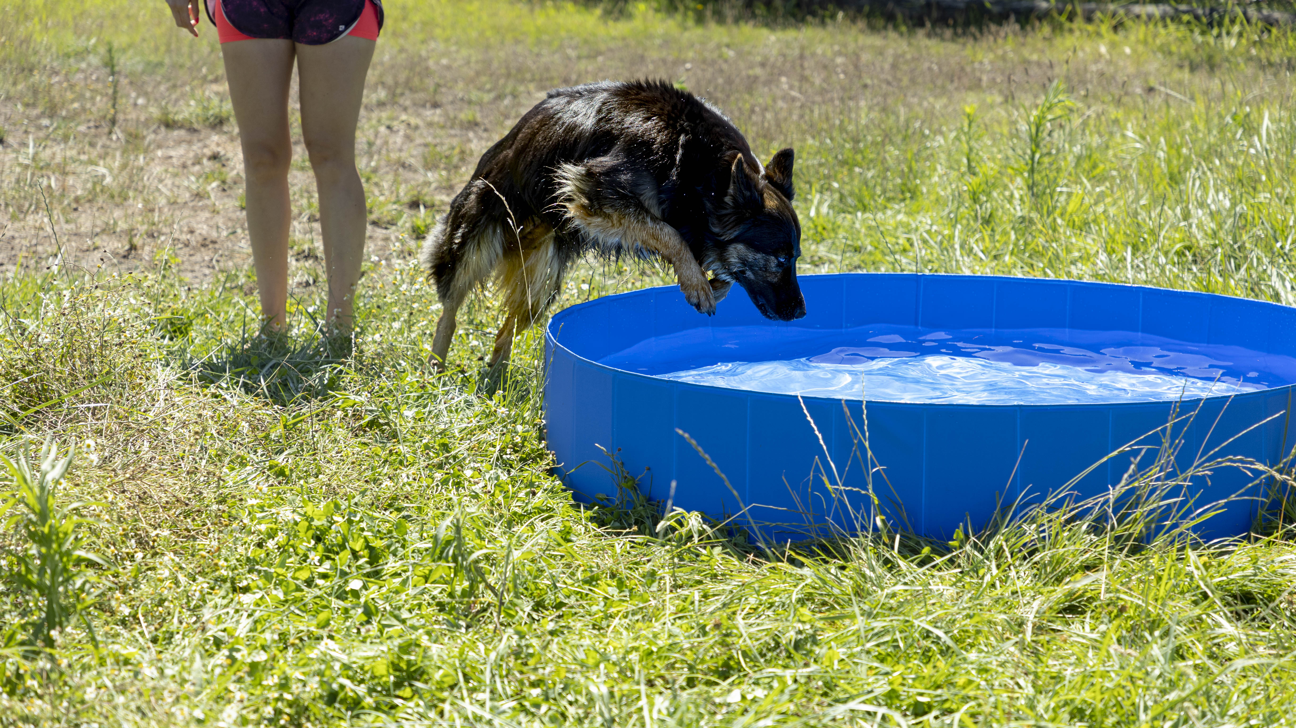 Piscina Para animais