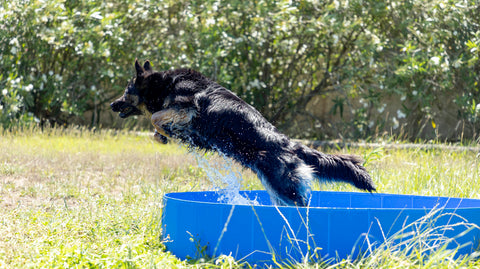 Piscina Para animais