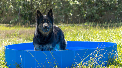 Piscina Para animais