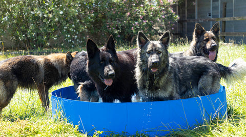 Piscina Para animais